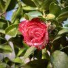 Detail květy kamélie ‘Margeret Davis’ těsně před otevřením