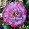 kamélie japonská ´Margeret Davis´ lat. Camellia japonica
