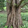 metasekvoj čínská lat. Metasequoia glyptostroboides