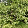 metasekvoj čínská lat. Metasequoia glyptostroboides