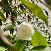 kamélie japonská ´Vergine di Collebeato´ lat. Camellia japonica