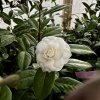 kamélie japonská ´Vergine di Collebeato´ lat. Camellia japonica