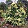 cedr himalájský ´Aurea Golden Horizon´ lat. Cedrus deodara 1/2