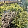 cedr himalájský ´Aurea Golden Horizon´ lat. Cedrus deodara 1/2