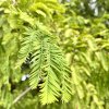 metasekvoj čínská lat. Metasequoia glyptostroboides