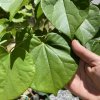 zmarlika čínská ´Avondale´ lat. Cercis chinensis 40-60Cm  kompaktní zmarlika s bohatým růžovým kvetením