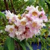 chitalpa taškenská ´Pink Dawn´ lat. Chitalpa tashkentensis 140-160 Cm