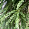 kryptomérie japonská 'Green pearl' lat. Cryptomeria japonica 1/2