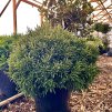 kryptomérie japonská 'Little Champion' lat. Cryptomeria japonica