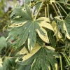 Prodara japonská ´Variegata´lat. Fatsia japonica syn. Arálie japonská
