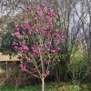 šácholan ´Black Tulip´ lat. Magnolia 140-170 Cm  Okrasný strom s exotickými květy