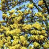 šácholan ´Butterfly´ lat. Magnolia 140-170 Cm  zlatý klenot jarní zahrady