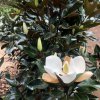 šácholán velkokvětý 'Little Gem´ lat. Magnolia grandiflora