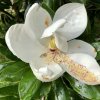 šácholán velkokvětý 'Little Gem´ lat. Magnolia grandiflora