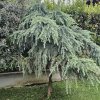 cedr himalájský ´Feeling Blue´ lat. Cedrus deodara 1/2 půlkmen