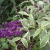 komule davidova ´Harlequin´ lat. Buddleja davidii  Pestrobarevný motylí keř s bohatým letním kvetením
