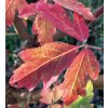 Acer griseum 2pg