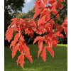 Acer griseum 3pg