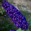 komule davidova ´Black King´ lat. Buddleja davidii syn. motýlí keř  Tmavě kvetoucí okrasný keř, který oživí zahradu a přiláká užitečný hmyz.