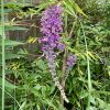 Květy (Buddleja lindleyana)