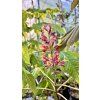 Jírovec pávie lat. Aesculus pavia