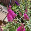 komule davidova ´Buzz Hot Raspberrry´ lat. Buddleja davidii syn. motýlí keř  Kompaktní keř s výraznými květy pro pestrou zahradu.