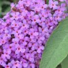 komule davidova ´Nike´ lat. Buddleja davidii