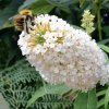 komule davidova ´White Chip´ lat. Buddleja davidii