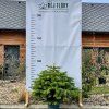jedle kavkazská lat. Abies nordmanniana  Statný hustý jehličnan, ideální i jako vánoční stromek