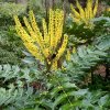 Mahónie bealeova lat. Mahonia bealei syn. mahonie japonská/Mahonia japonica/Berberis japonica  Žlutě kvetoucí stálezelený keř do stínu s jedlými plody