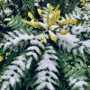 Mahónie bealeova lat. Mahonia bealei syn. mahonie japonská/Mahonia japonica/Berberis japonica  Žlutě kvetoucí stálezelený keř do stínu s jedlými plody
