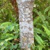 Arálie štíhlá lat. Aralia elata syn. arálie vysoká