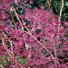 Arálie štíhlá lat. Aralia elata syn. arálie vysoká