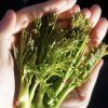 Arálie štíhlá lat. Aralia elata syn. arálie vysoká