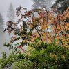 Arálie štíhlá lat. Aralia elata syn. arálie vysoká