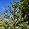 Blahočet úzkolistý lat. Araucaria angustifolia syn. borovice paraná, borovice brazilská, kandelábr  mrazuvzdorná araukarie pro chráněná stanoviště