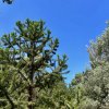 Blahočet úzkolistý lat. Araucaria angustifolia syn. borovice paraná, borovice brazilská, kandelábr  mrazuvzdorná araukarie pro chráněná stanoviště