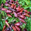 Blahočet úzkolistý lat. Araucaria angustifolia syn. borovice paraná, borovice brazilská, kandelábr  mrazuvzdorná araukarie pro chráněná stanoviště