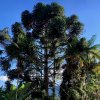 Blahočet úzkolistý lat. Araucaria angustifolia syn. borovice paraná, borovice brazilská, kandelábr  mrazuvzdorná araukarie pro chráněná stanoviště