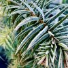 Blahočet úzkolistý lat. Araucaria angustifolia syn. borovice paraná, borovice brazilská, kandelábr  mrazuvzdorná araukarie pro chráněná stanoviště