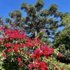 Blahočet úzkolistý lat. Araucaria angustifolia syn. borovice paraná, borovice brazilská, kandelábr  mrazuvzdorná araukarie pro chráněná stanoviště