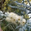 blahovičník ´Baby Blue´ lat. Eucalyptus pulverulenta  kompaktní eukalyptus s aromatickými stříbřitými listy