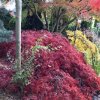 javor dlanitolistý ´Dissectum Garnet´ lat. Acer palmatum  převislý javor s vínovými listy