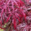 javor dlanitolistý ´Dissectum Garnet´ lat. Acer palmatum  převislý javor s vínovými listy