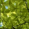 buk velkolistý lat. Fagus grandifolia  atraktivní opadavý strom s bronzovým zbarvením listů