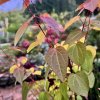 zmarličník japonský ´Pendula´ lat. Cercidiphyllum japonicum  převislý strom s vonnými listy a pestrým podzimním zbarvením