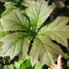 Rodgersie stopkolistá ´Rotlaub´ lat. Rodgersia podophylla  vlhkomilná trvalka s bronzovým rašením a krémovými květy
