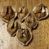Ořešák japonský lat. Juglans ailantifolia  Ořešák s velmi chutnými plody a s vysokou mrazuvzdorností
