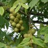 Ořešák japonský lat. Juglans ailantifolia 40-60Cm  Ořešák s velmi chutnými plody a s vysokou mrazuvzdorností