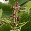 Ořešák japonský lat. Juglans ailantifolia  Ořešák s velmi chutnými plody a s vysokou mrazuvzdorností